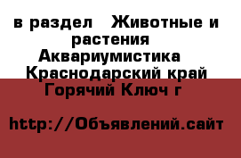  в раздел : Животные и растения » Аквариумистика . Краснодарский край,Горячий Ключ г.